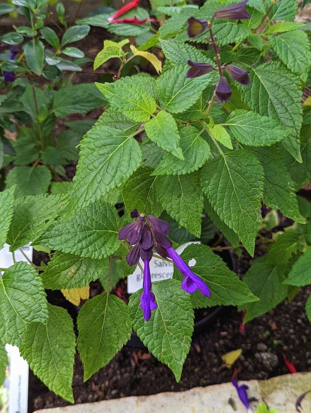 Salvia 3