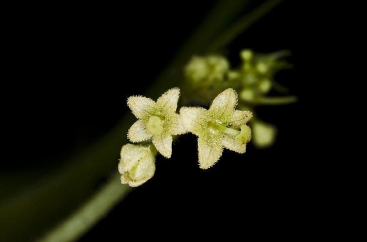 Cetriolo selvatico glabro