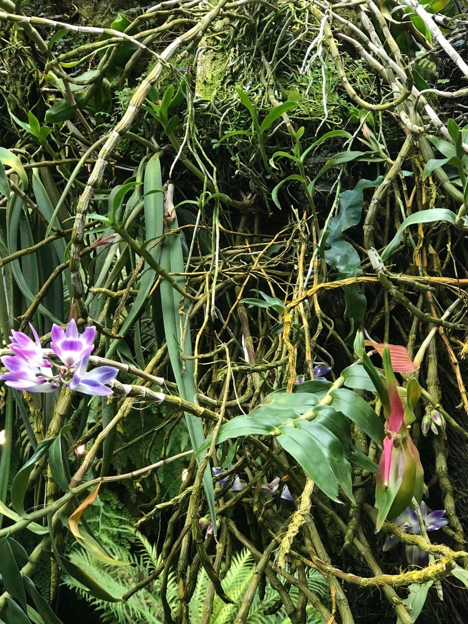 Dendrobium victoriae-reginae 12