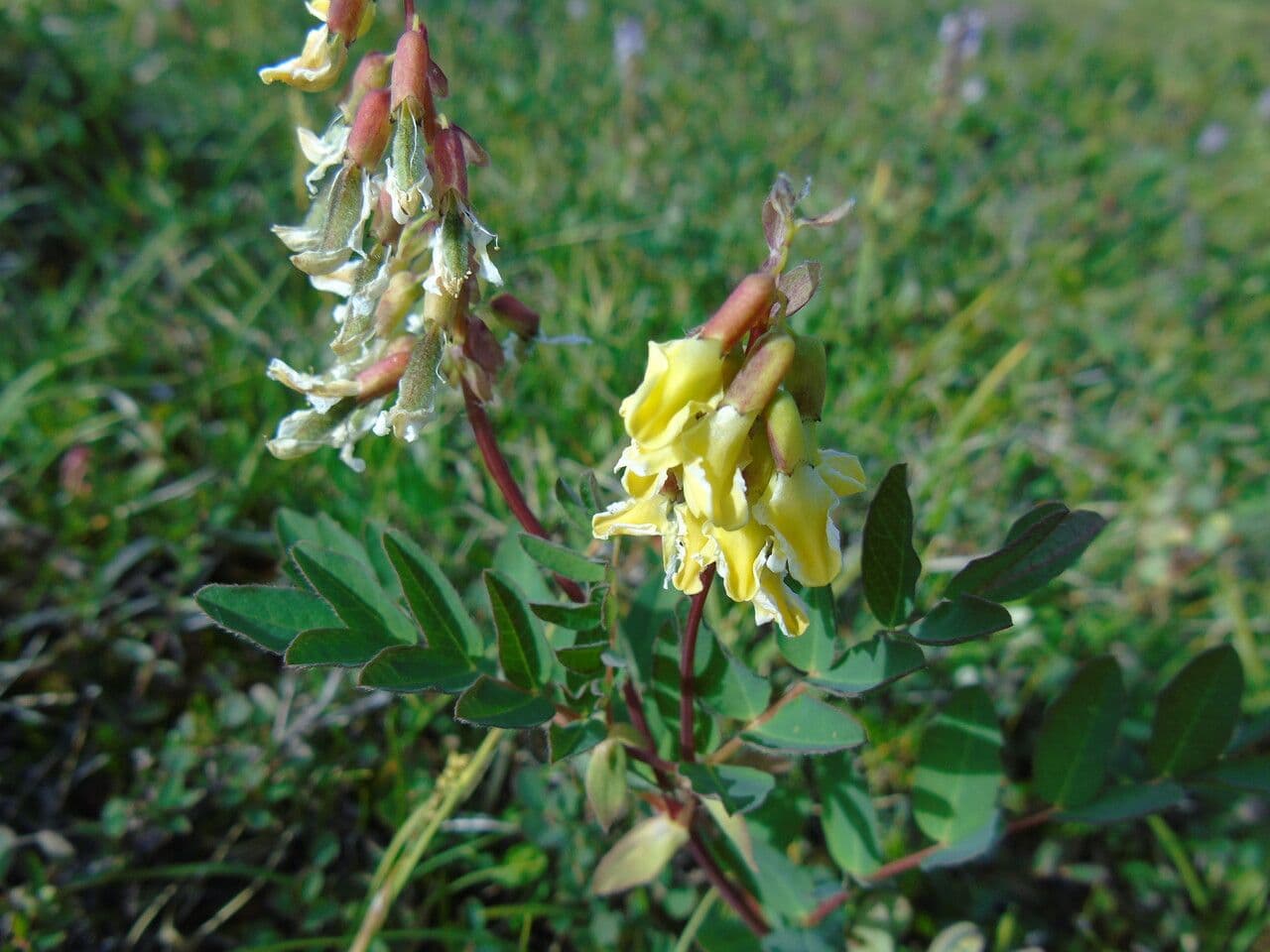 Astragalo 6