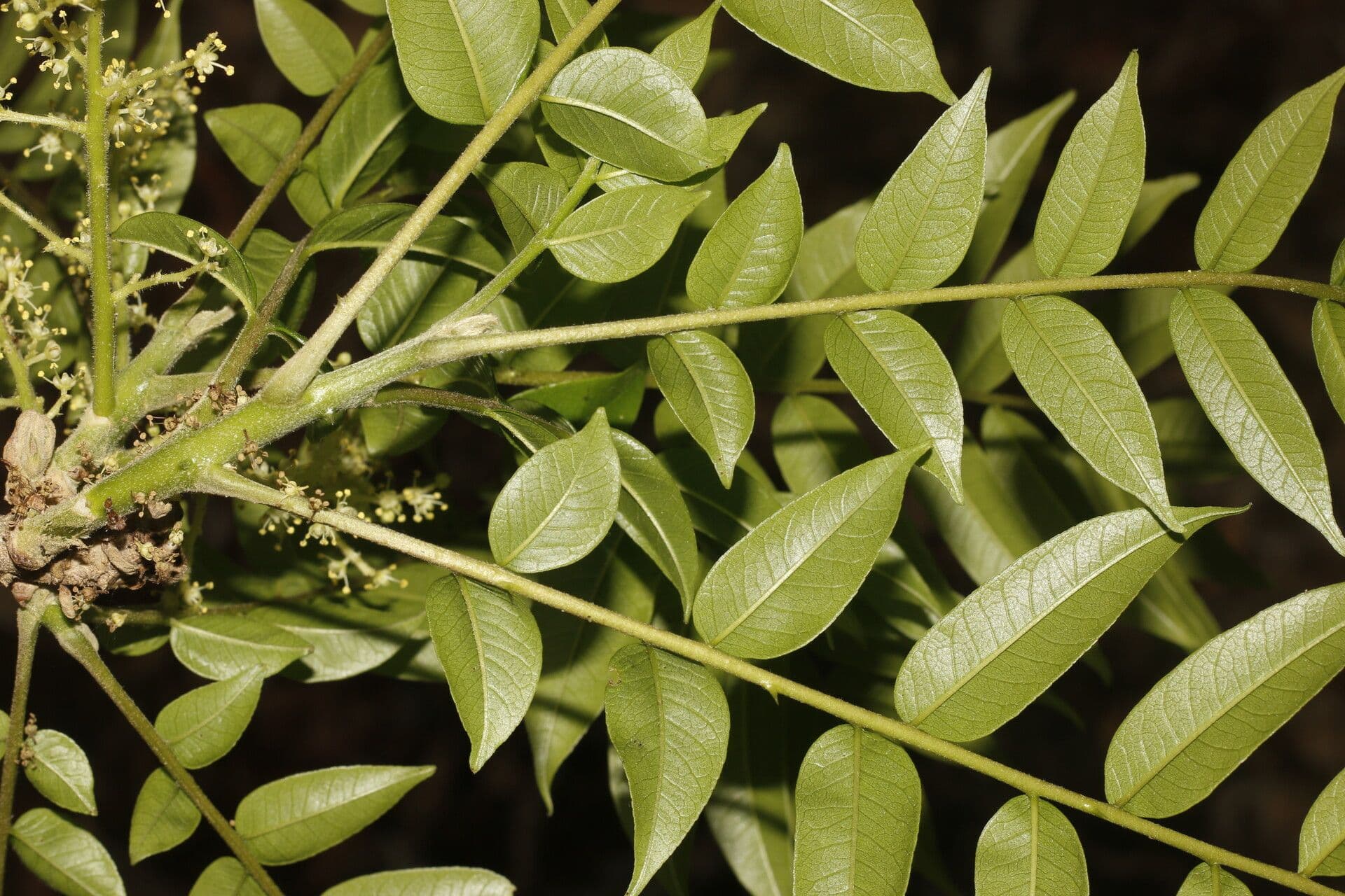 Zanthoxylum 5