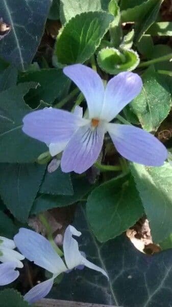 Viola odorata 6