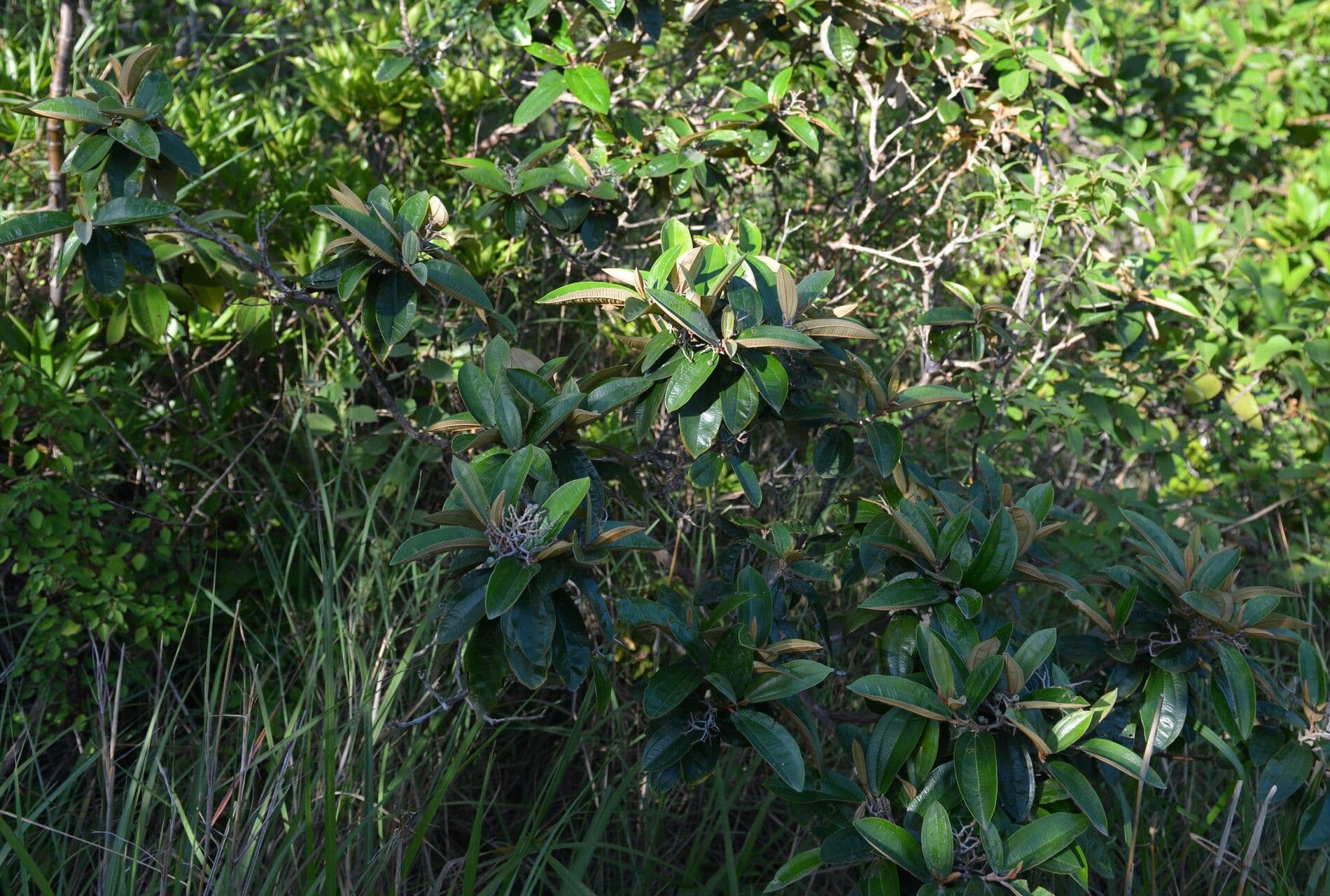 Miconia bianca 11