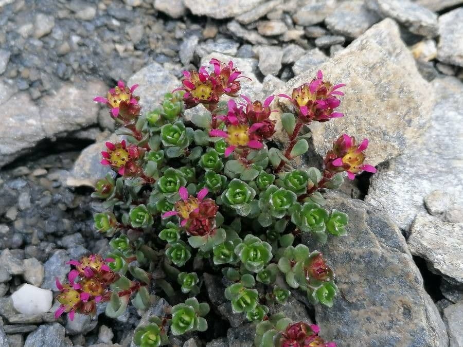 Sassifraga biflora 10