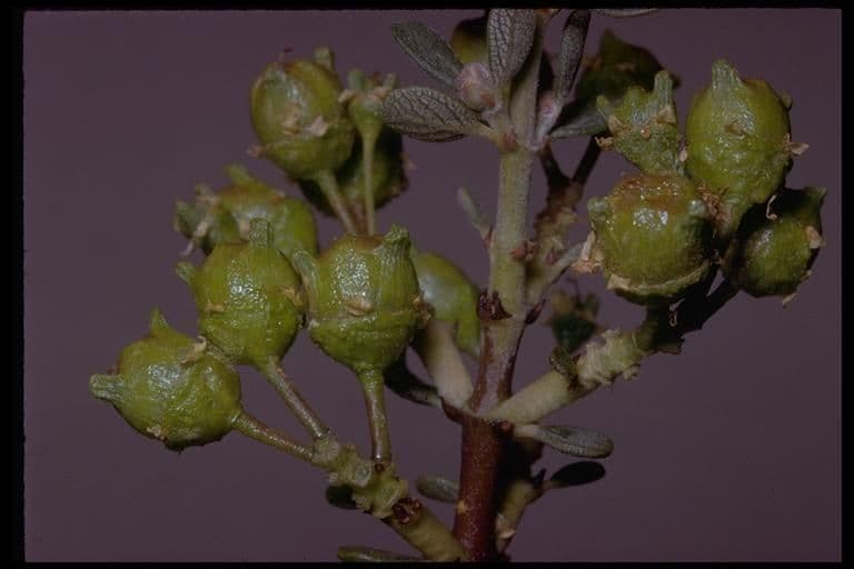 Ceanothus 2