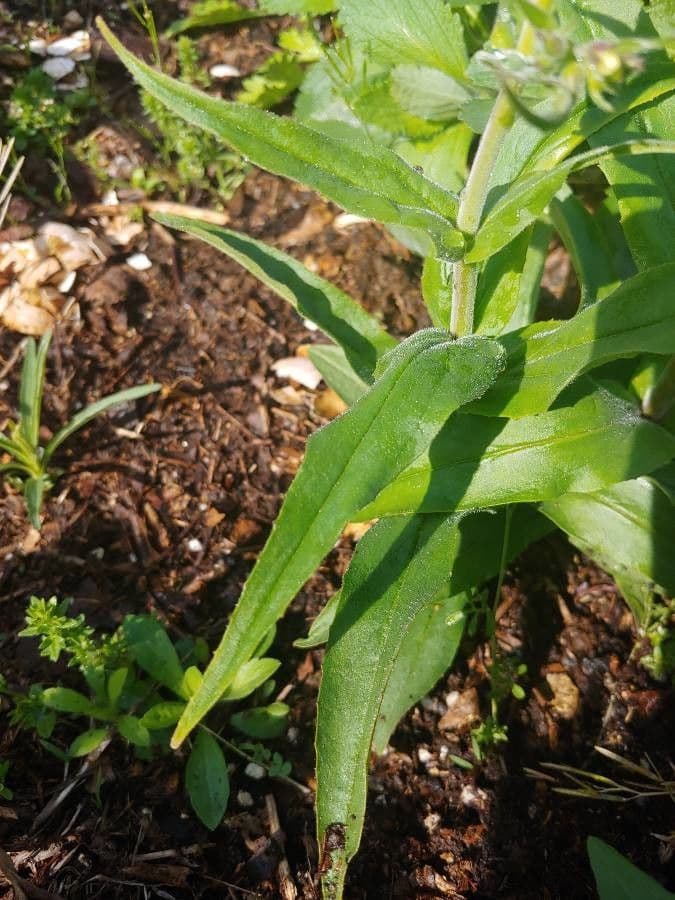 Penstemon pallidus 12