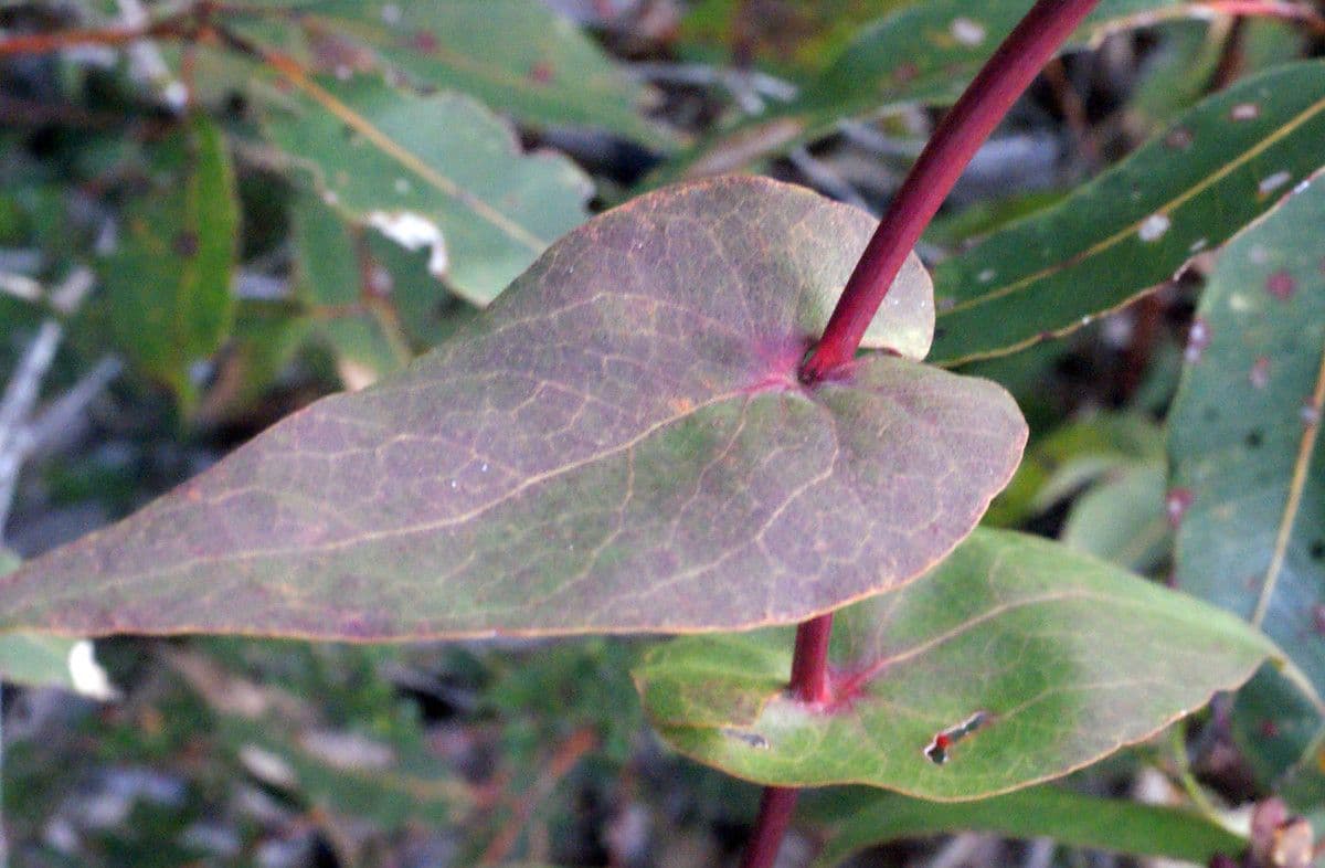 Daviesia cordata 9