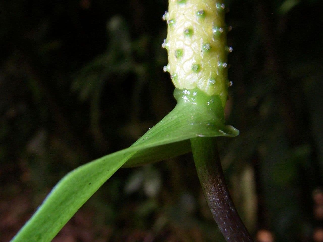 Anthurium 11
