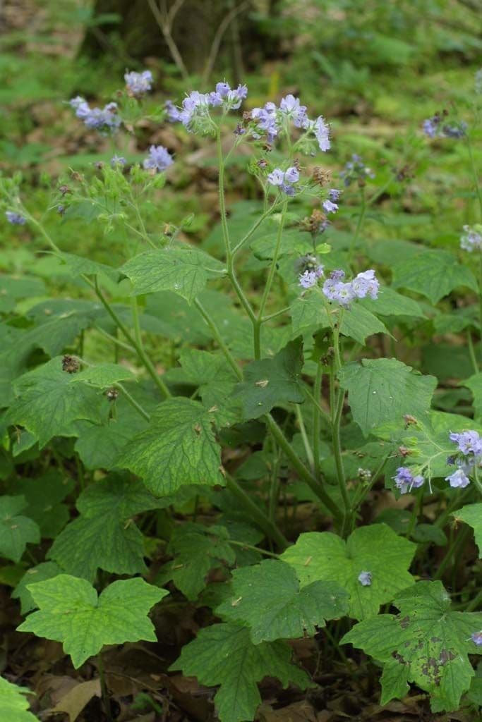 Feuille d'eau appendiculée 7