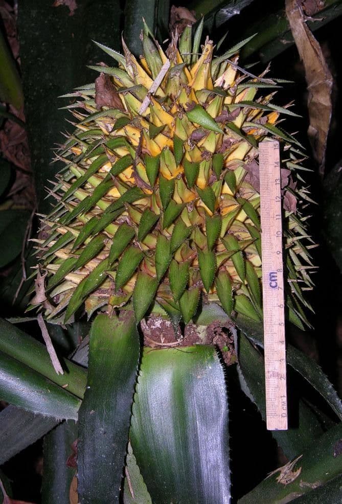 Aechmea 12
