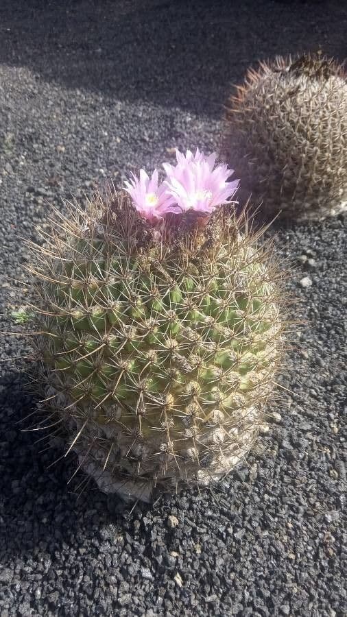 Thelocactus 2