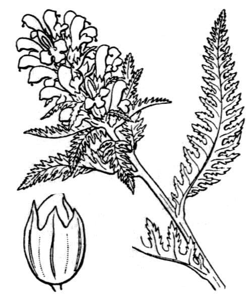 Pedicularis senza becco 26