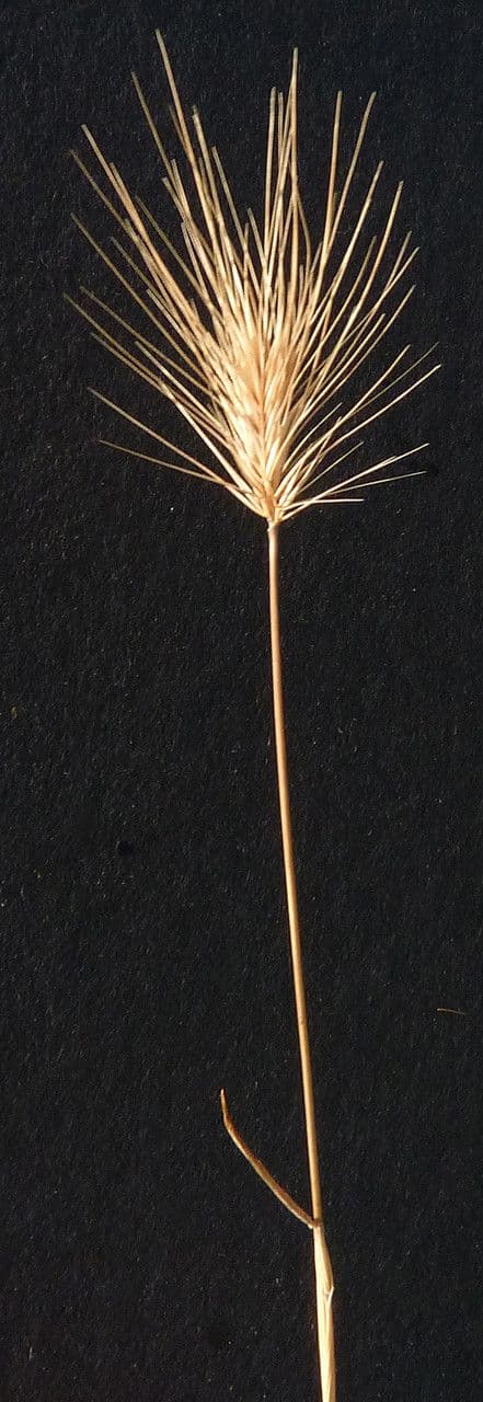 Orzo marittimo 27