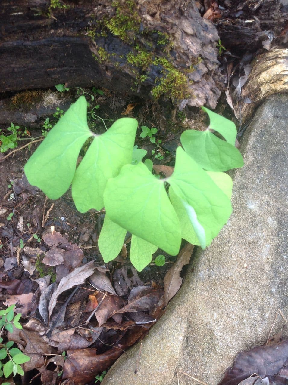 Jeffersonia diphylla 11