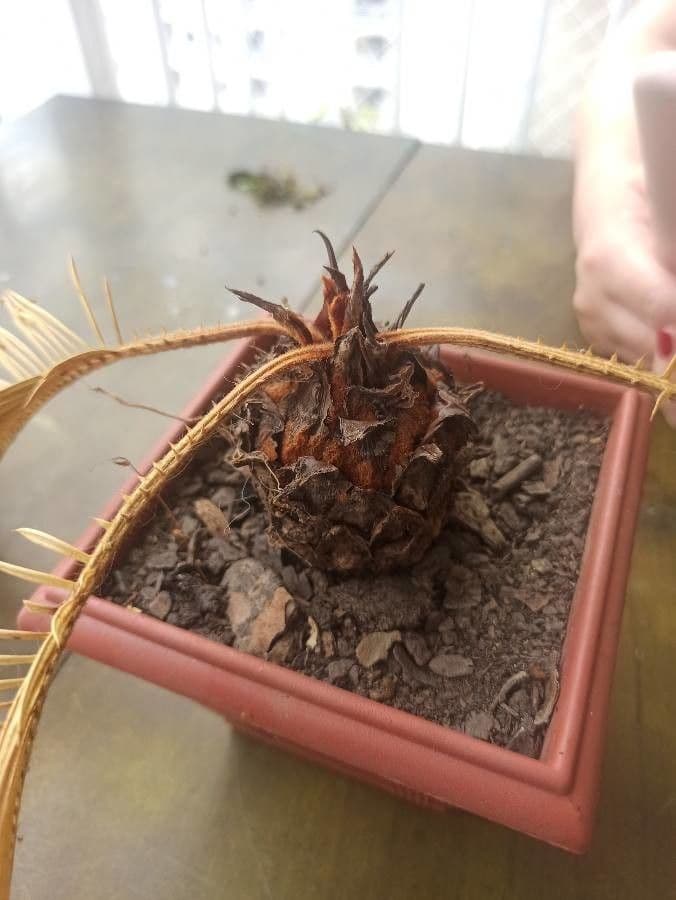Cycad 13