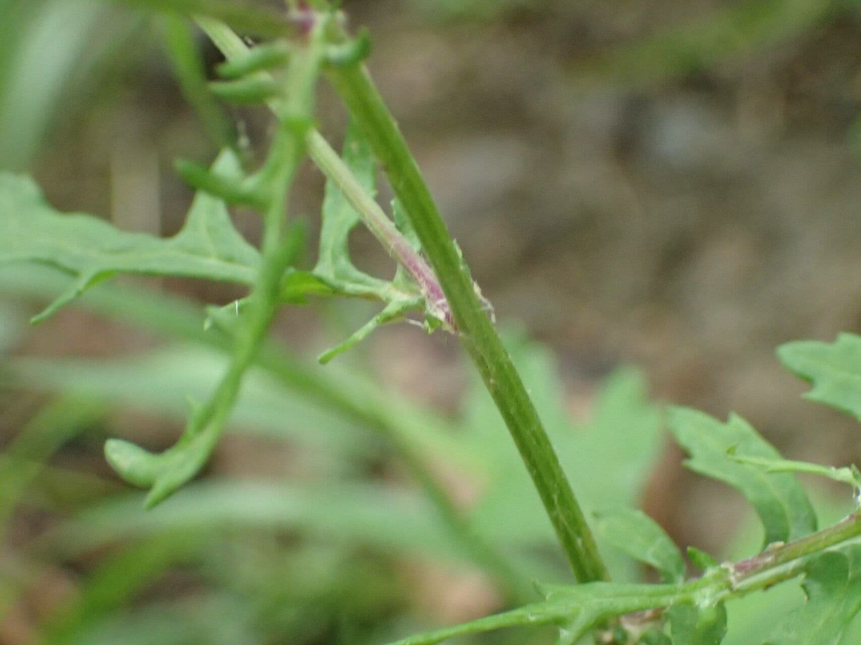 Senecione erratico 21