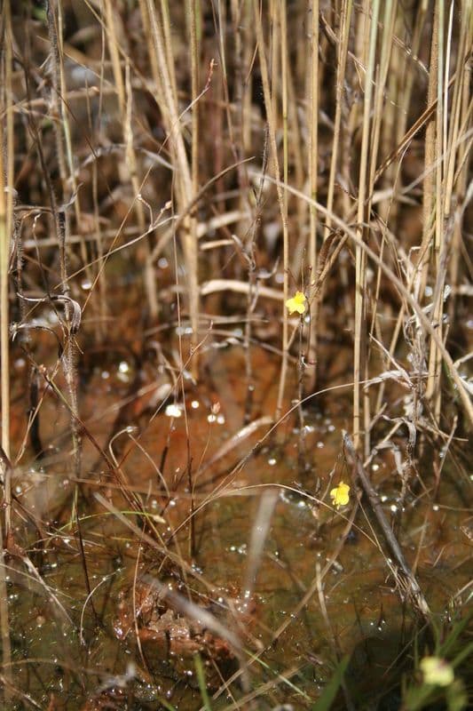 Utricularia subulata 8