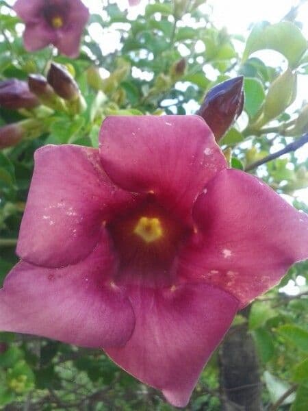 Allamanda viola 10