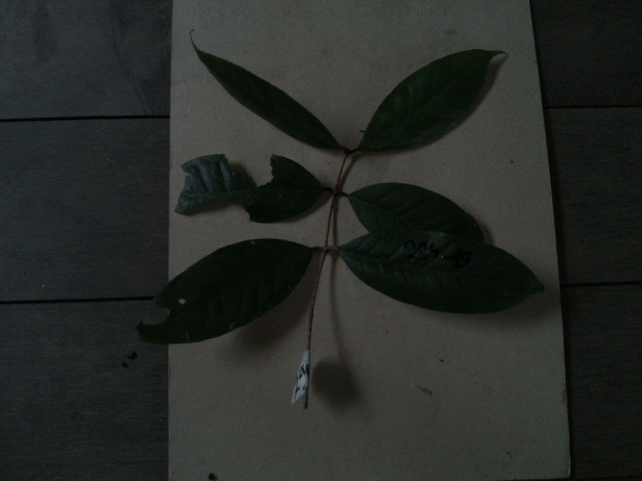 Eugenia 5