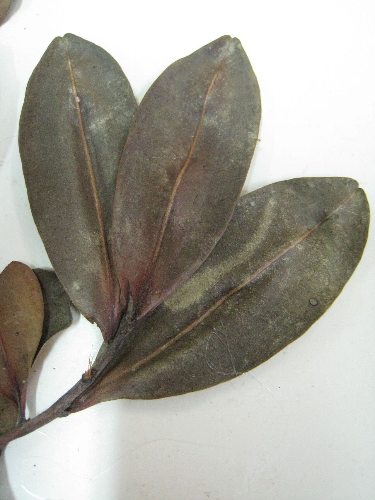 Humiria 12