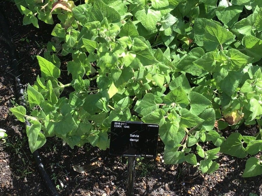 Salvia di Darcy