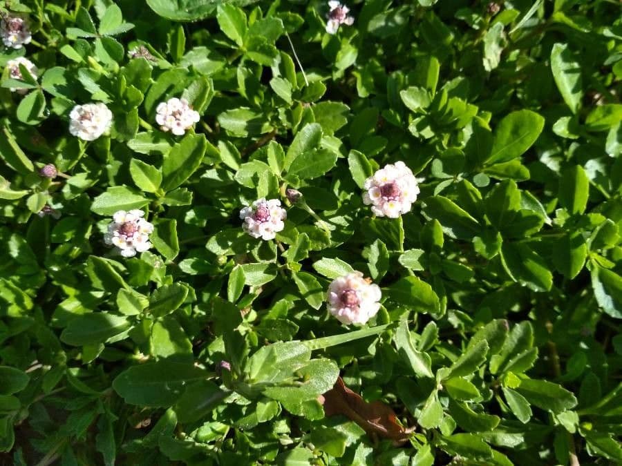 Fila nodiflora 19