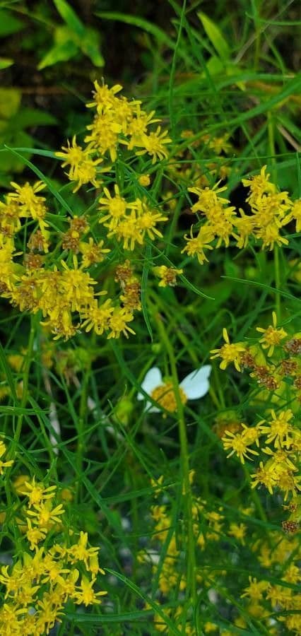 Euthamia graminifolia 9