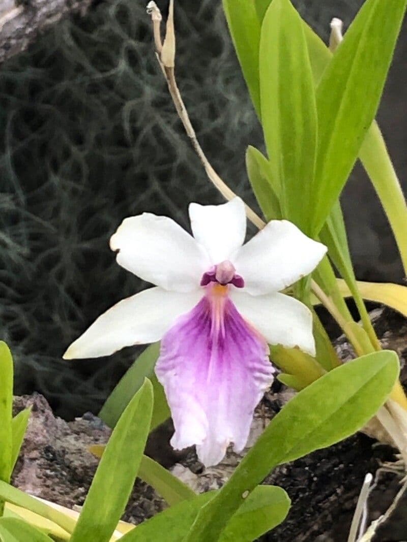 Orchidea