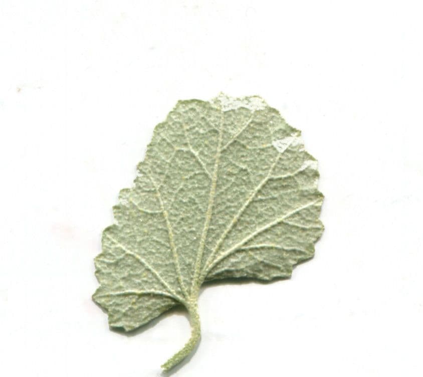 Malvella leprosa 16