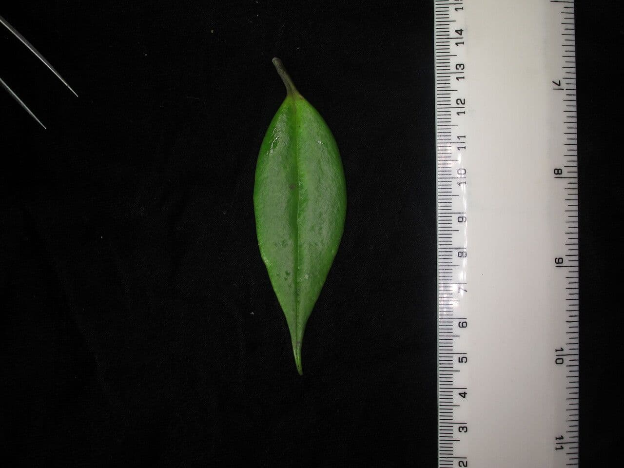 Aeschynanthus 15