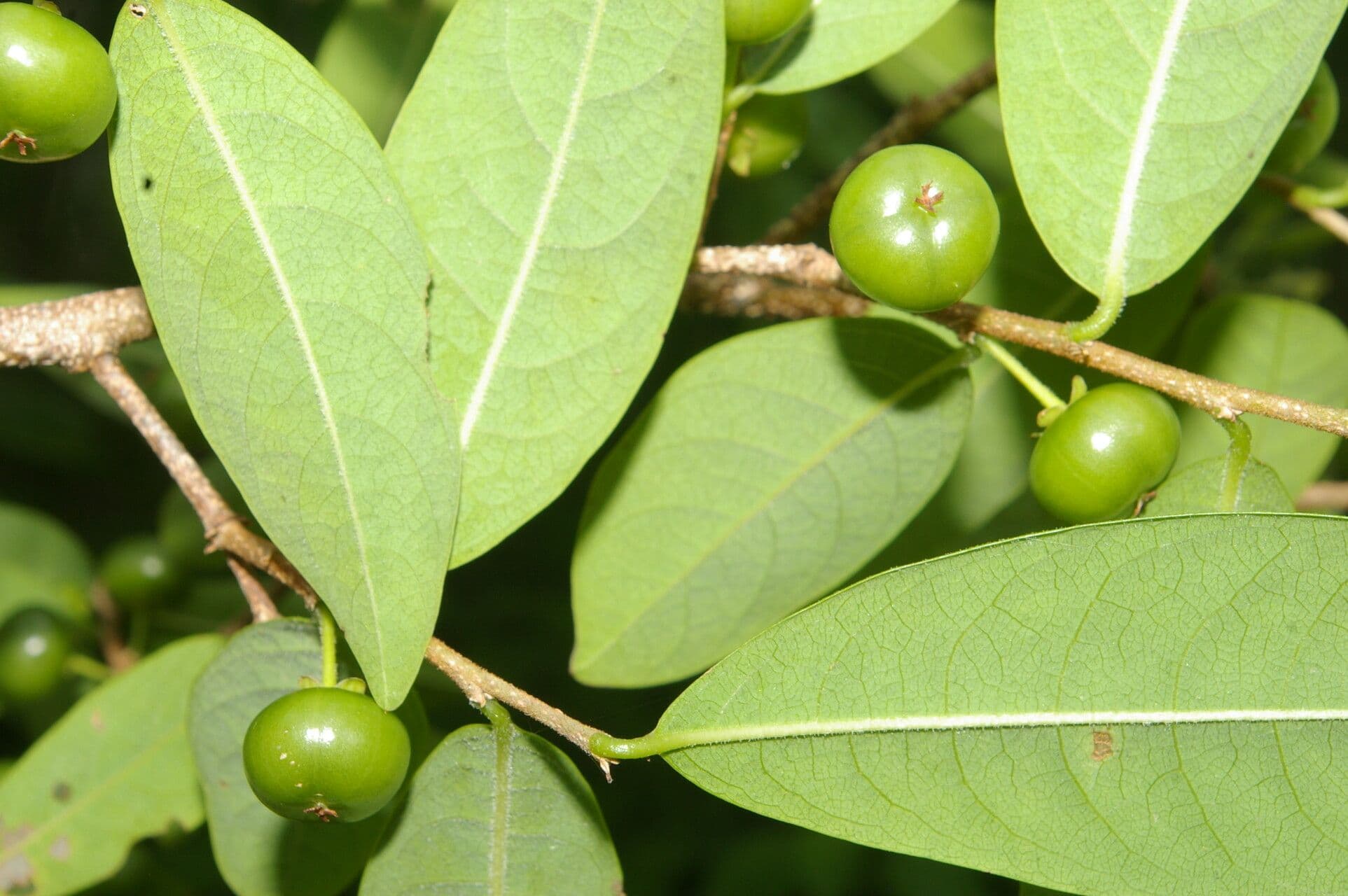 Margaritaria nobilis 8