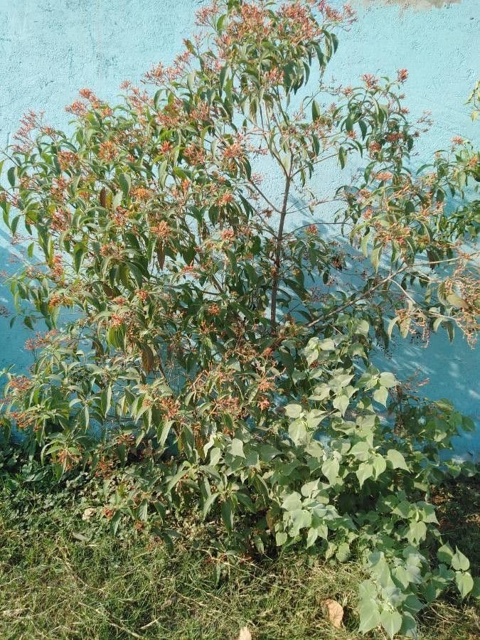Photinia 24
