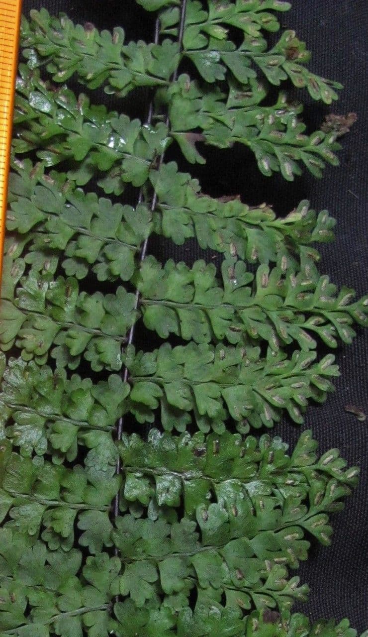 Asplénium 3