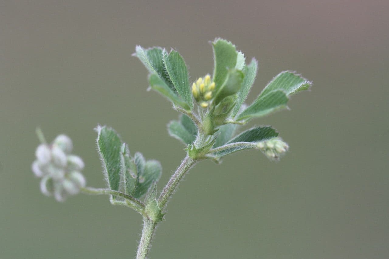 Medicago 11