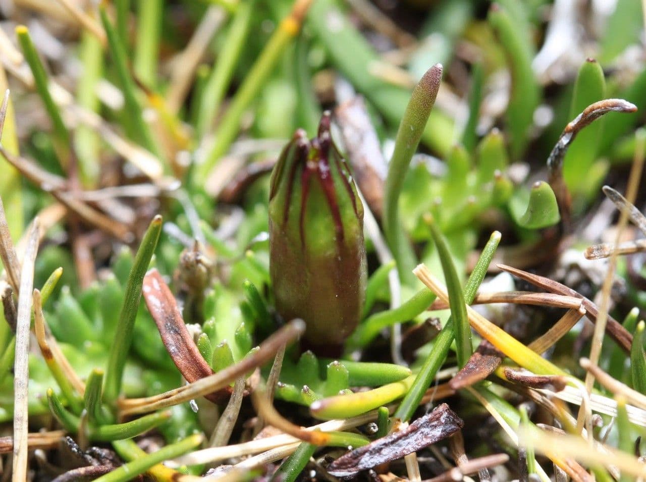 Werneria