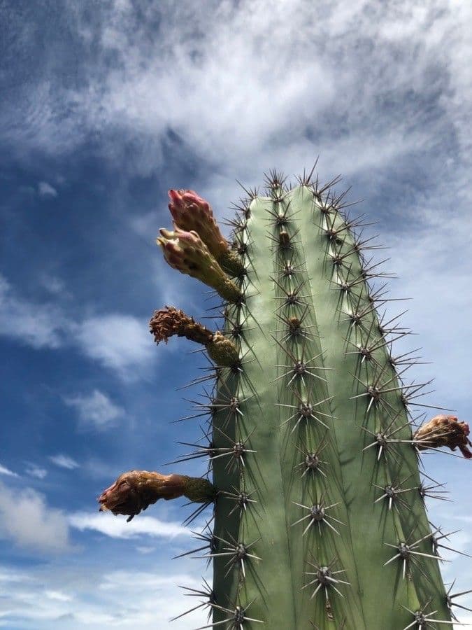 Cactus organo 10