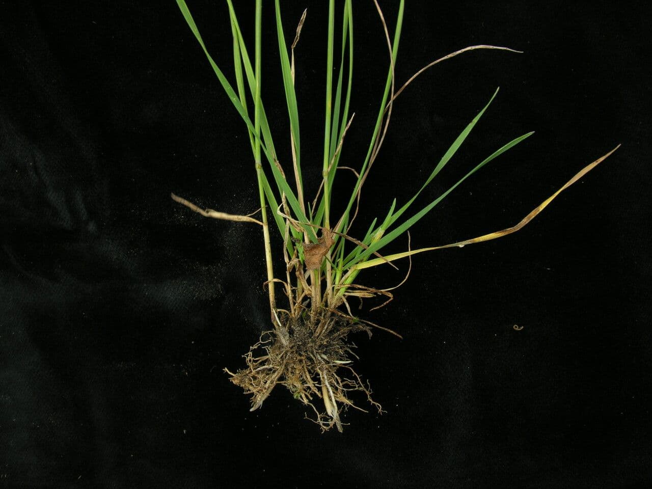 Elymus nutans 2