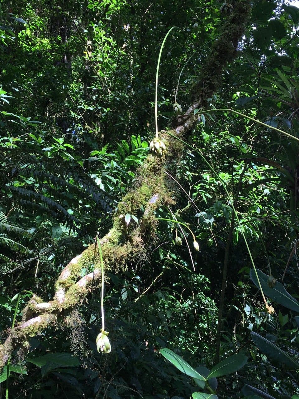 Mucuna 13