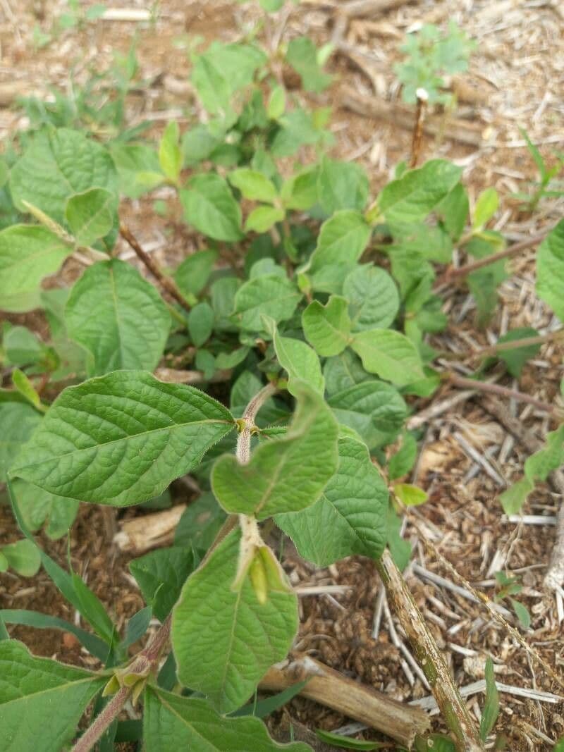 Achyranthes aspera 21