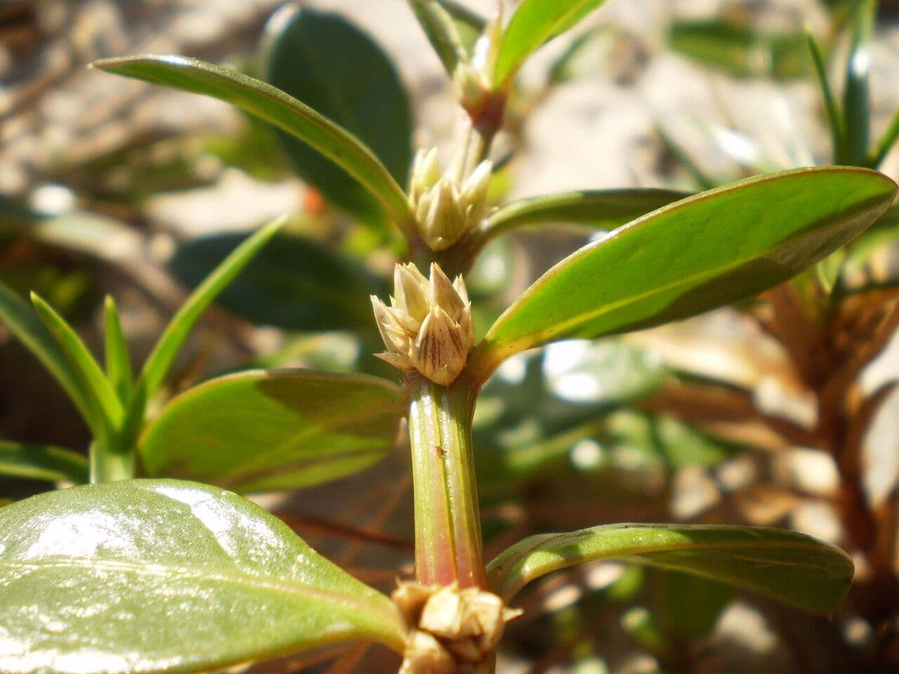 Alternanthera 4
