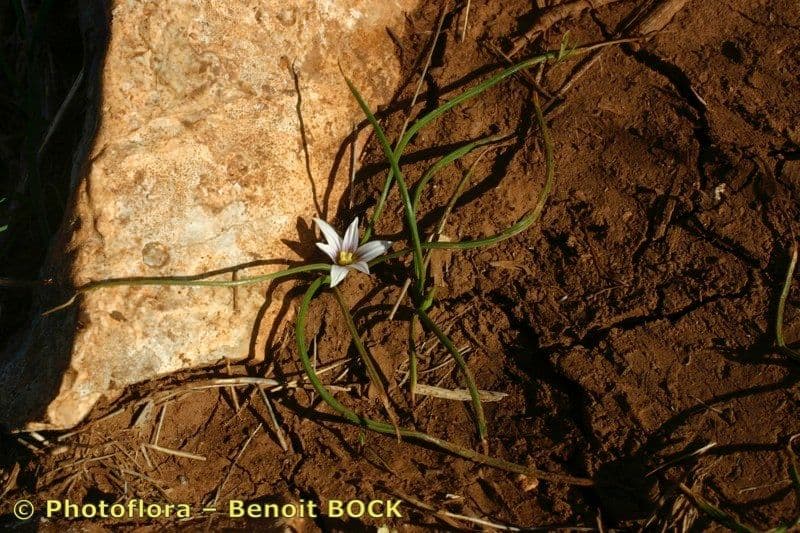 Romulea 22