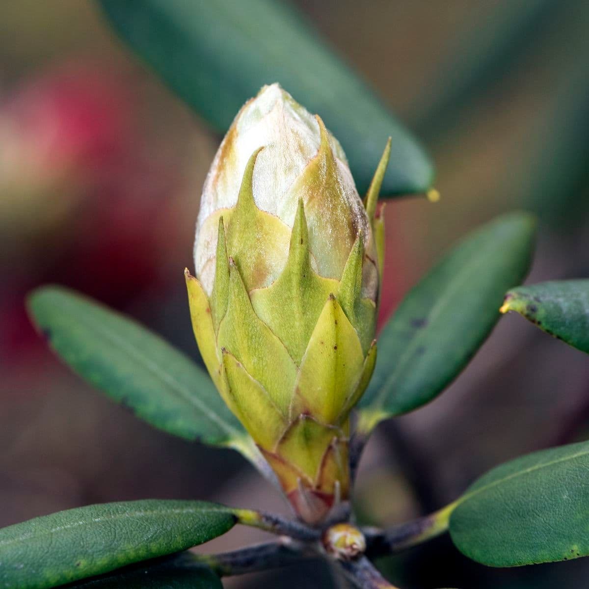 Rododendron 16