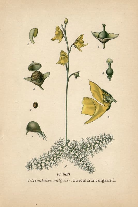 Utricularia común 21