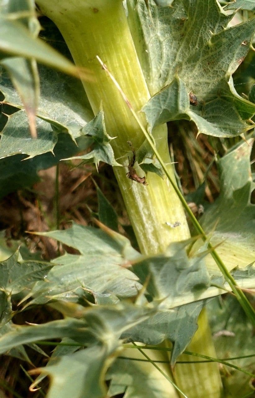 Panicaut champêtre 25