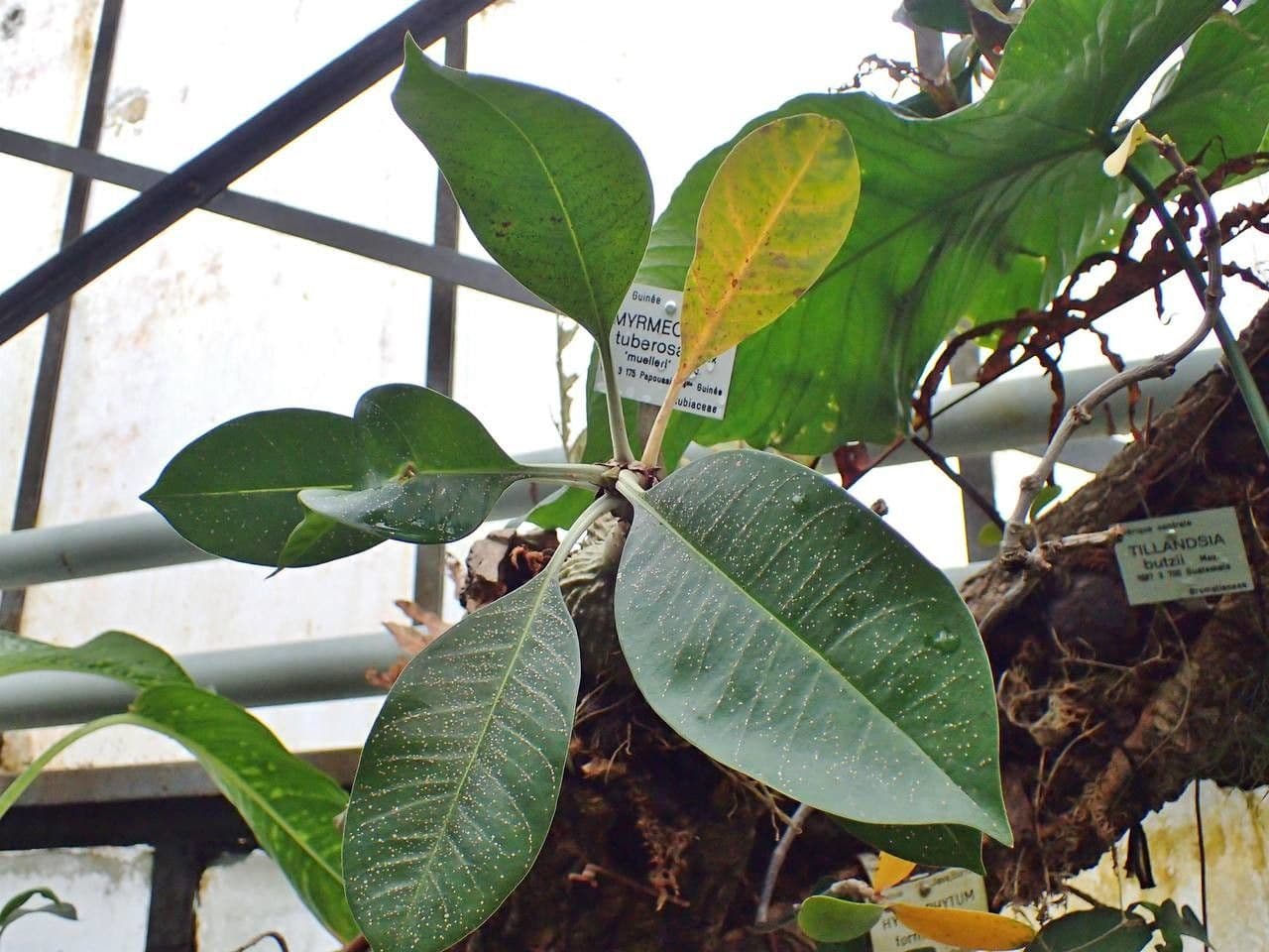 Myrmecodia 3
