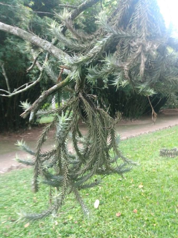 Tillandsia 6