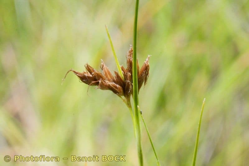 Rincoespora parda 3