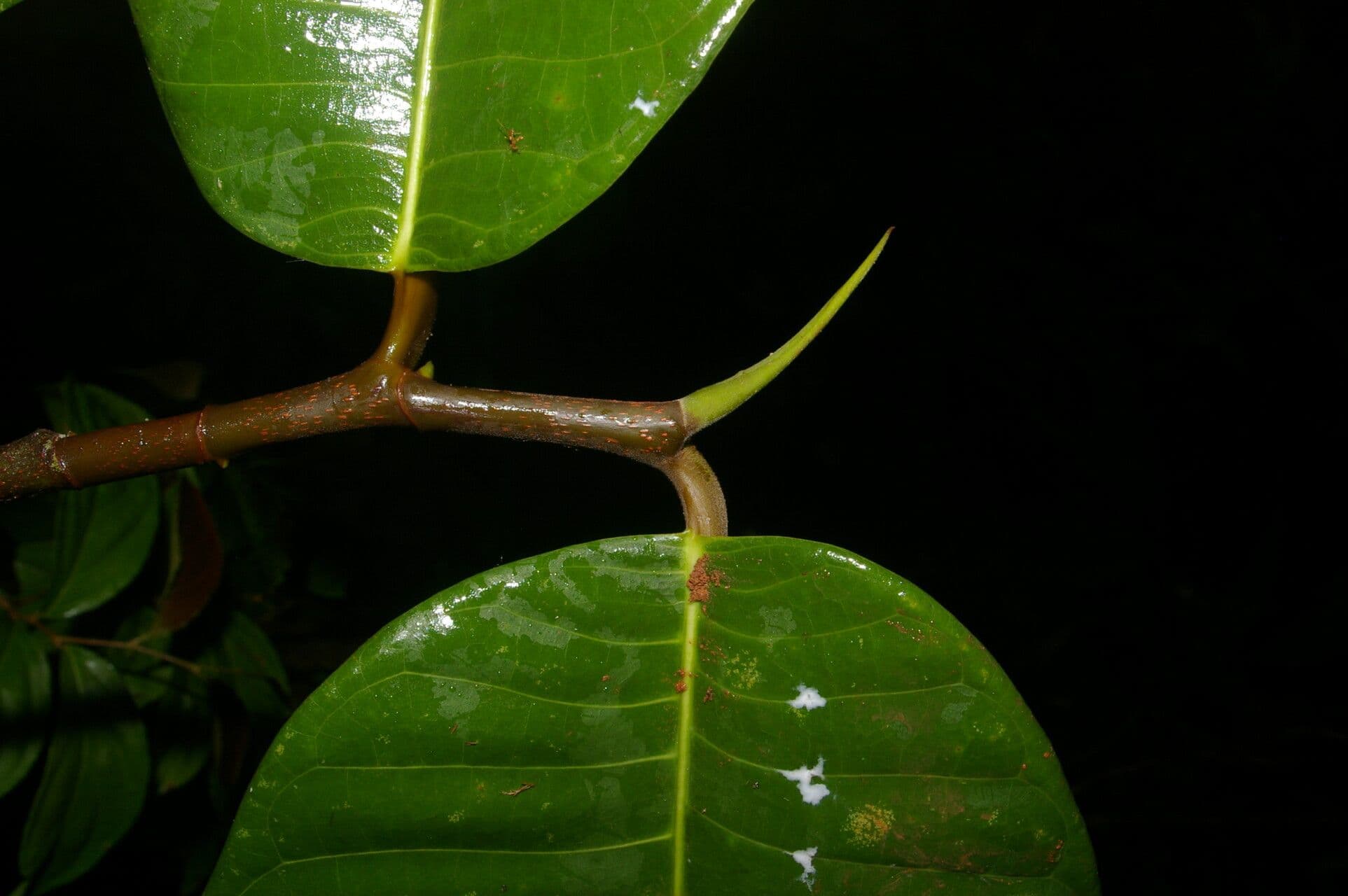 Milchbaum 5