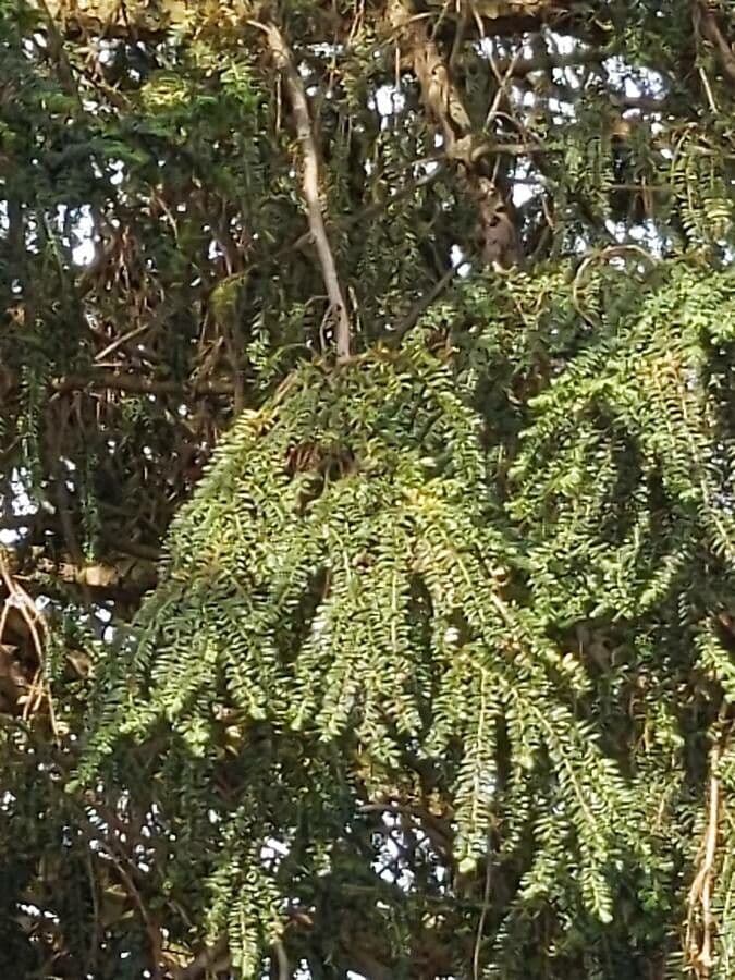 Tsuga diversifolia 7