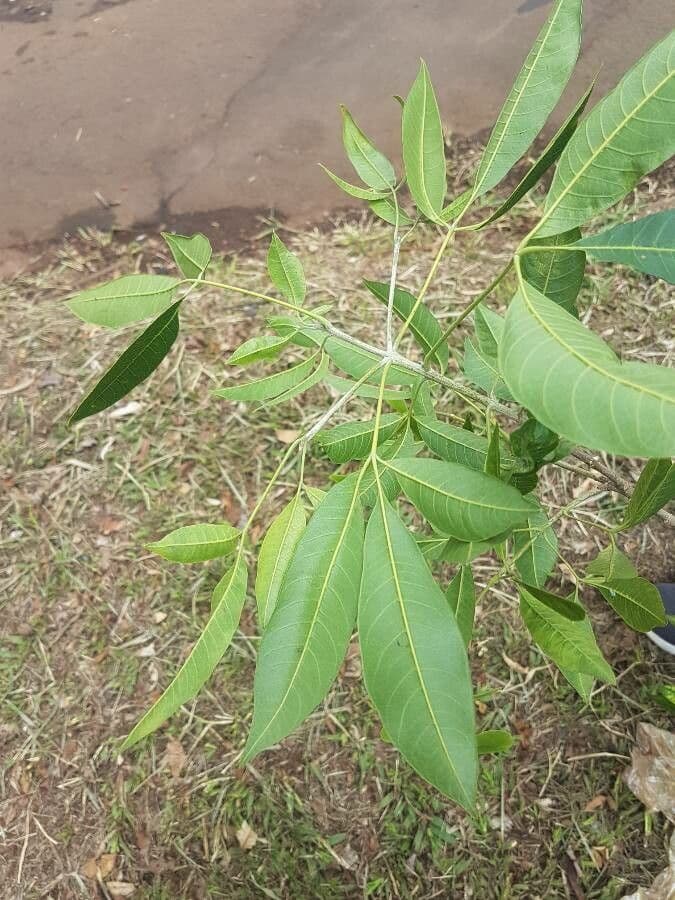 Balfourodendron 5